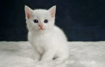 Як назвати білого кота або кішку? Красиві і оригінальні імена, якими можна  назвати кошеня-хлопчика і дівчинку білого кольору - silikon-mag.com.ua